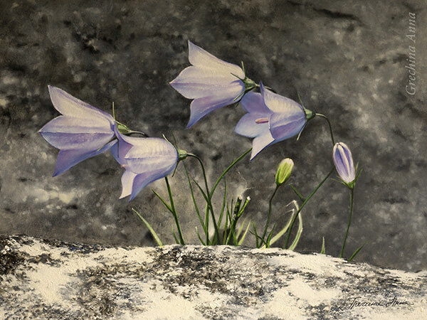 Картина с колокольчиками. Художник Гречина Анна. Масло.